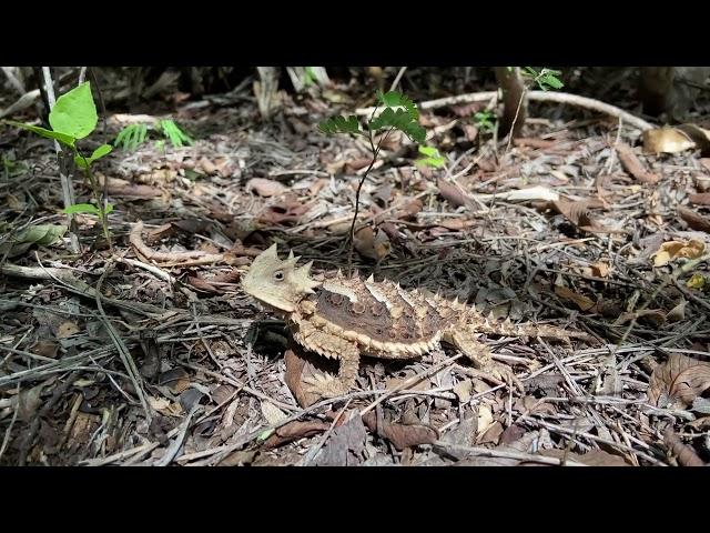 Giant Horned Lizard (Phrynosoma asio) in natural habitat