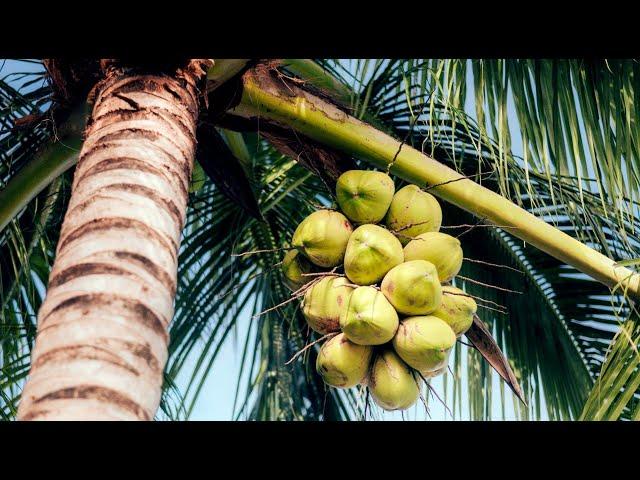 Coconut   harvesting and processing of coconut products