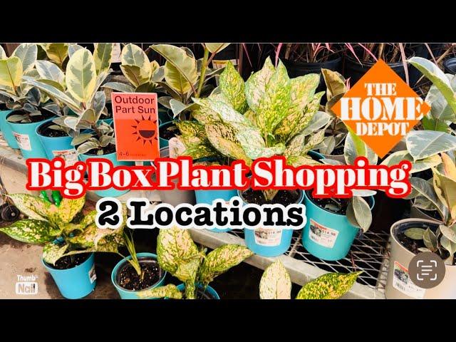 Big Box Plant Shopping at 2 Home Depot Stores || Aglaonema Jubilee, Sansevieria Black Gold & More