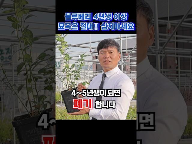 블루베리 묘목은 2~3년생 심으세요! #깨비농장