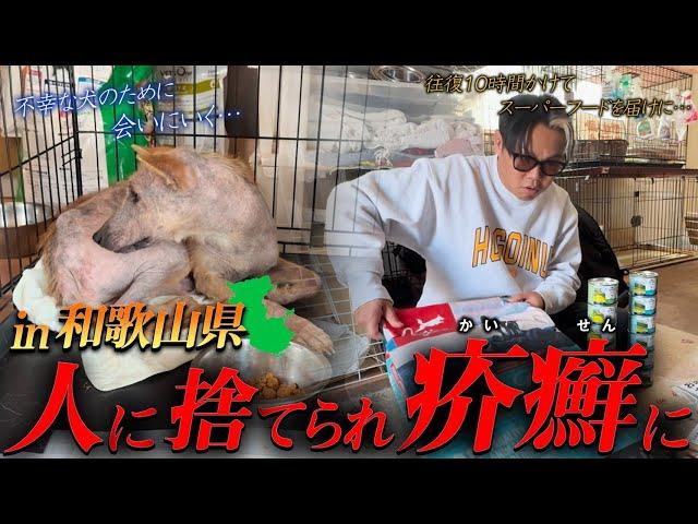【残酷】捨てられて、全身疥癬になりながら必死に生きようとする一つの生命に生きる希望を与えるために保護をした方のご自宅へ支援を行いに行きました。そして元飼い主は、この犬の現状を見て何を思うのでしょうか。