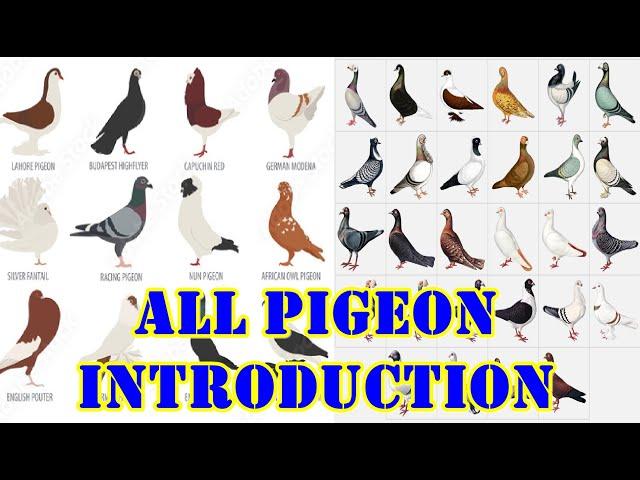 Introduction Of All Pigeons Breeds | All Fancy Pigeon Breeds In One Video | Pigeon Breeds With Name