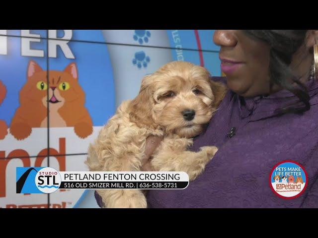 Petland helps smooth the transition of bringing home a new puppy