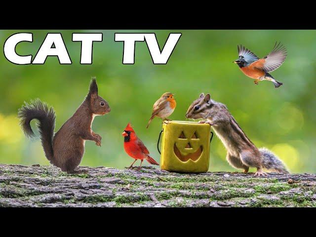 TV FOR CAT On Halloween  Squirrel And Bird Around The Pumpkin  Bird Sounds Relax Your Cat! CAT TV