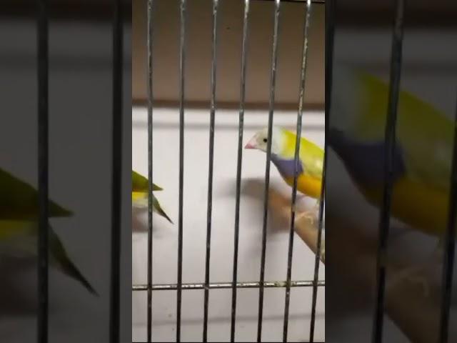 Beautiful Gouldian Pair #lady Gouldian finch #beautiful Birds #RK Official #new #finch #birds