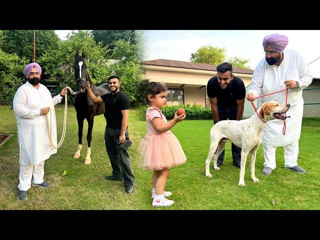 MLA Who Owns Biggest Dogs & Horses in Punjab