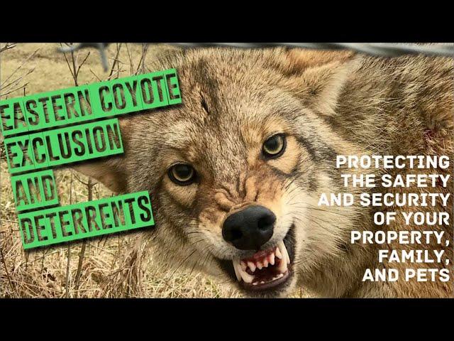 Eastern Coyote Exclusion and Deterrent Tactics Presentation