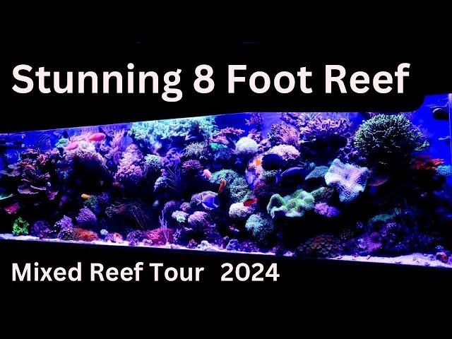 Stunning 8 Foot Mixed Reef Aquarium in Connecticut (240 Gallon Reef Aquarium Tour 2024)