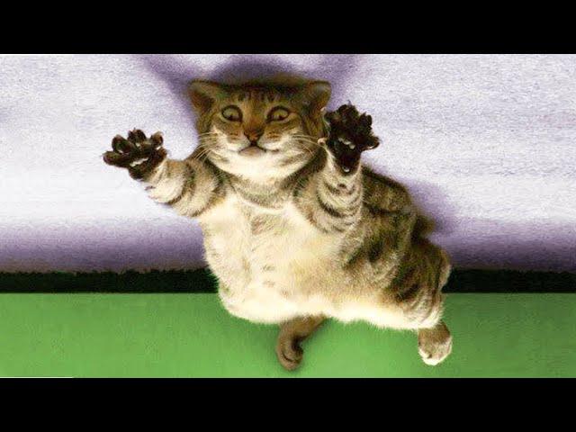 Cats with a special mindset  Funny Cat Videos