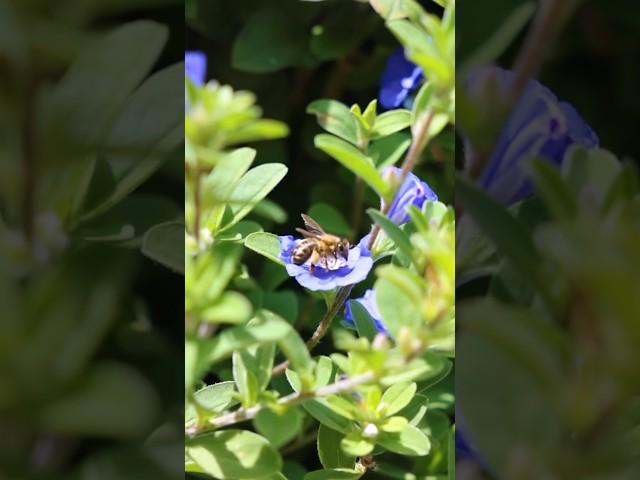 Can’t bee  bothered in the city when there’s green walls thriving 