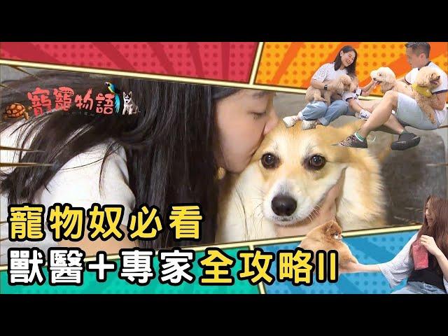 養寵物必看 獸醫+專家全攻略 II｜寵物護理｜寵寵物語 7-13 合集｜Pet Talks｜TVB