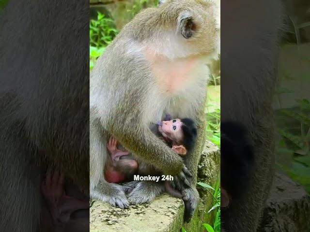 #deedee#devi#jenifer #monkeyupdate #babyanimal #luno #monkeychannel #babymonkey #cute #newbornmonkey