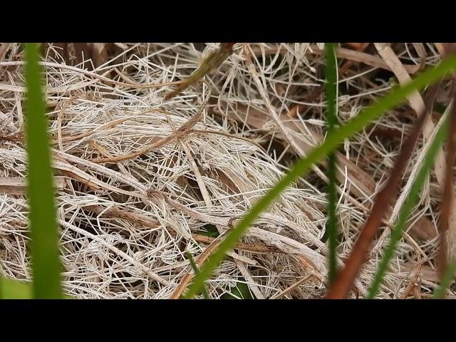 Ruddy Darter Dragonflies - Norfolk - July 30th 2022