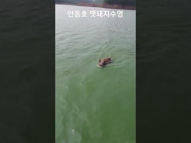 #shorts 물에서 맷돼지공격