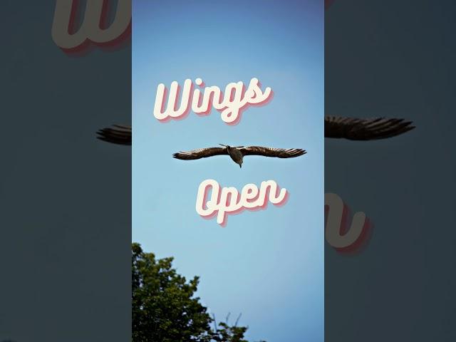 WINGS OPEN WIDE!!  -  #shorts
