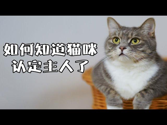 原来你的猫这么爱你