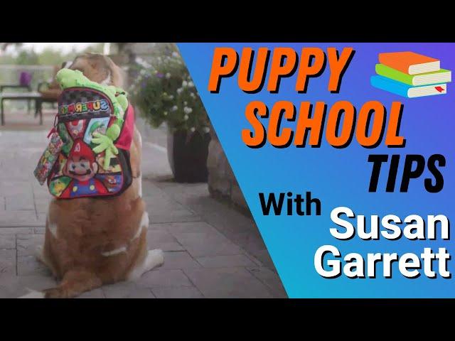 Puppy Training Class: What a Professional Dog Trainer Takes To School