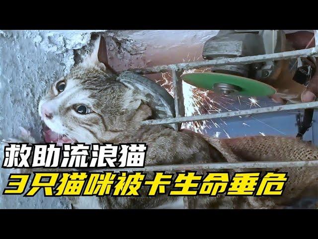 救助流浪猫，3只猫咪被卡住，幸亏救援人员耐心营救！