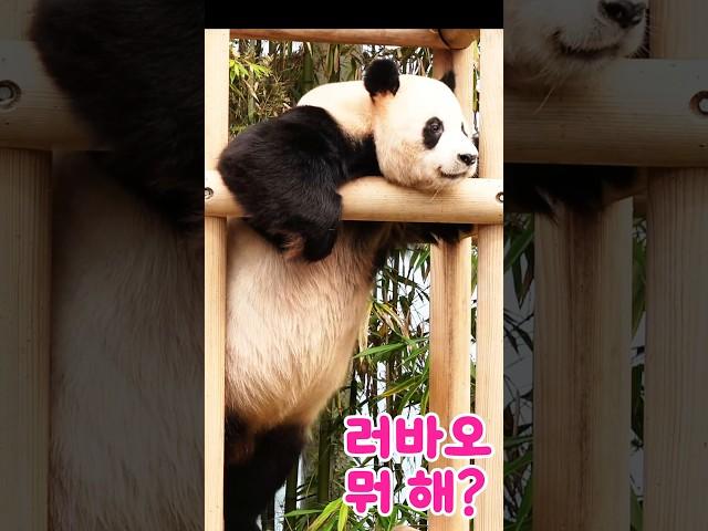 So cute#lovao #lovuji #aibao