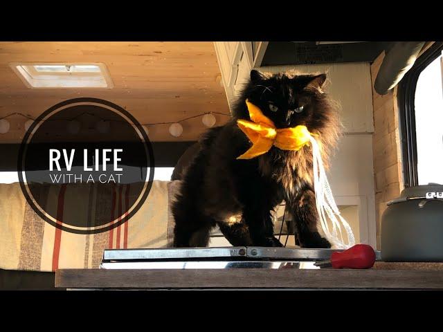 Preparing for RV Life with a Cat