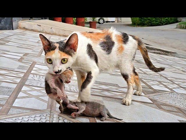 After bringing the abandoned kittens home our cat cared for him as her own kittens