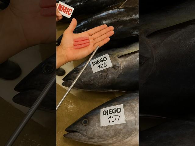 How Is The Price Of A Tuna Fish Determined? By Shiksha SQUARE