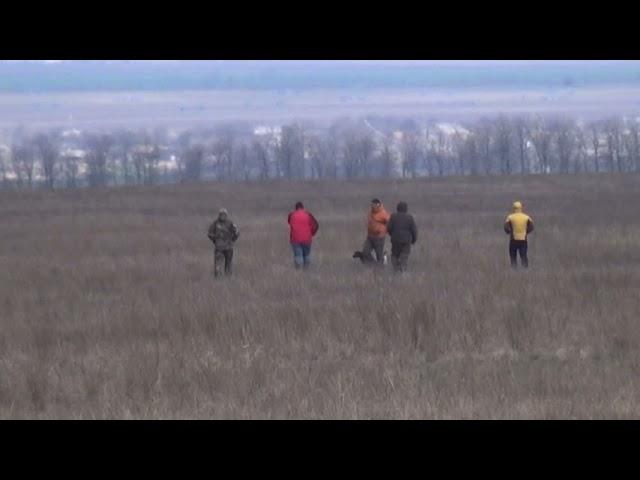 919 (45) Курцхаар Аляска Степанчук Алексей Беларусь