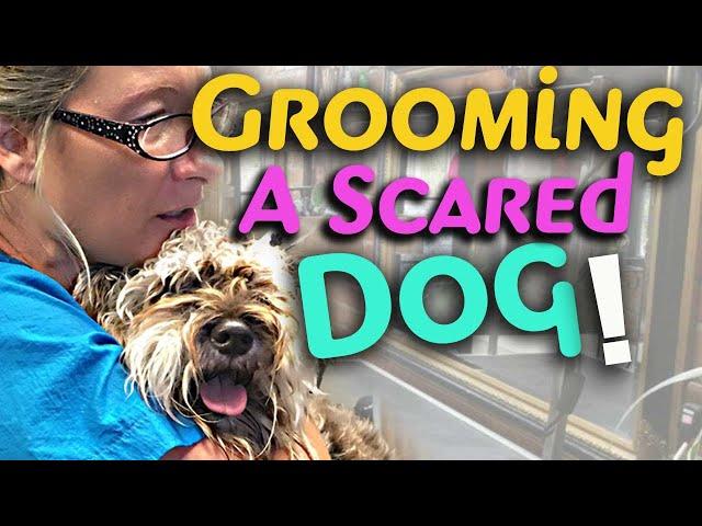 Grooming a scared aggressive dog requires knowledge, Patience, and Skill.