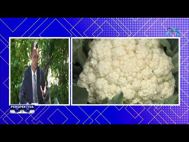 RTTL.EP - PERSPEKTIVA "Dezenvolve Agrikultura Modernu, eps. 2 || 10-06-2025 (LIVE STREAM)