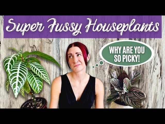 10 Super Fussy Houseplants | Bad Plants for Beginners | Difficult Houseplants | Finicky Houseplants