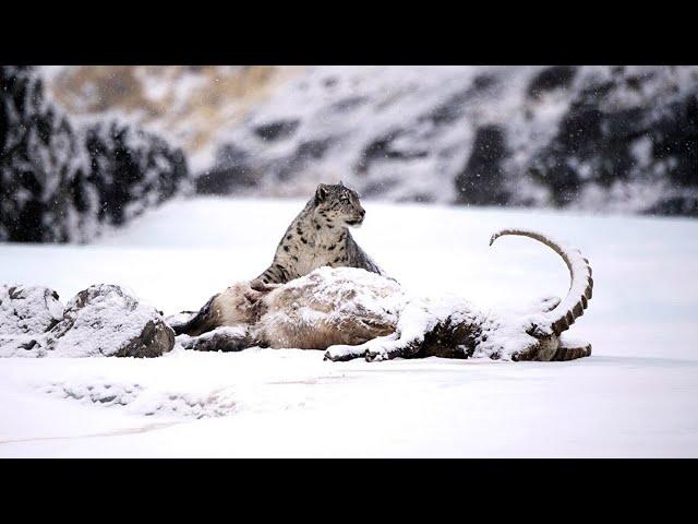 Красивый, сильный и крайне редкий горный властелин - СНЕЖНЫЙ БАРС В ДЕЛЕ!