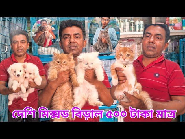 Katabon Animal market in Bangladesh |  Blue Eyes Persian cat price in Bangladesh