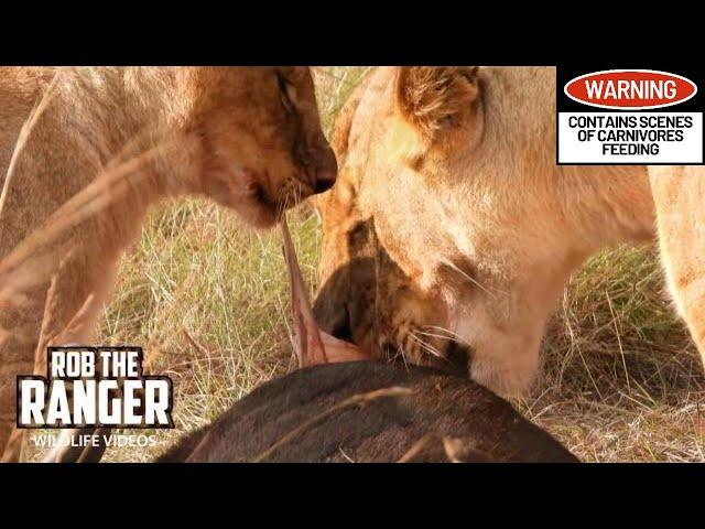 Lion Pride Eating Breakfast | Maasai Mara Safari | Zebra Plains