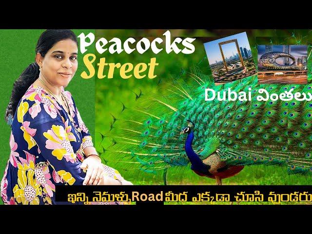 Dubai లో Peacocks road ll ఇన్ని నెమళ్ళు ఒకేసారి ఎపుడైనా చూసారా? ll Dubai kaburlu #18