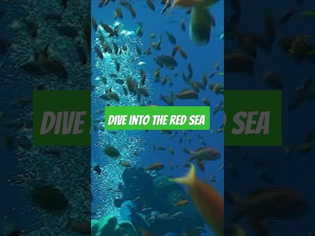 Let's dive into the Red Sea  #vte #virtualtravelescapades #Egypt #RedSea #égypte #egy #diving #sea