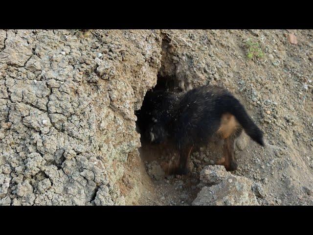 Side-striped jackal | Jagdterrier in action