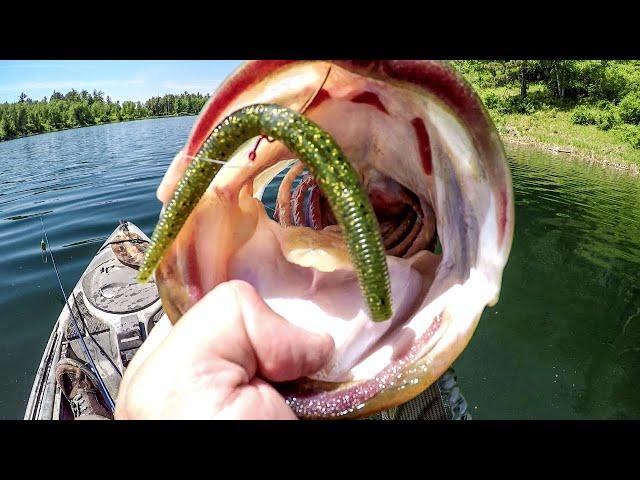 Big Bass CAN'T RESIST The Wacky Worm!