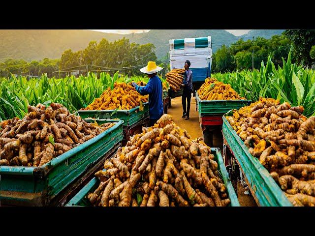 SPICES Making Process From Black Pepper, Turmeric, Chilli in Factory - Black Pepper Cultivation