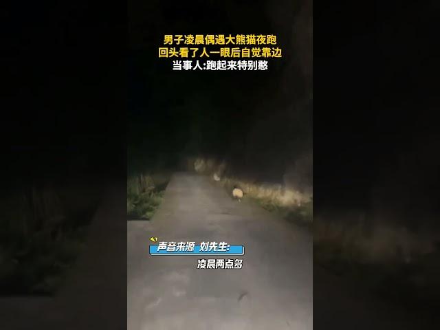 男子凌晨偶遇大熊猫夜跑，回头看了人一眼后自觉靠边。当事人:跑起来特别憨 #熊猫 #惊喜