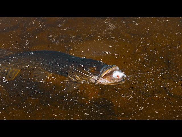 Pike Paradise - FILM (Unbelievable Topwater Footage)