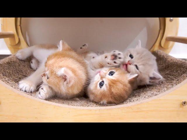 Three beautiful and adorable kittens are always a quick cure