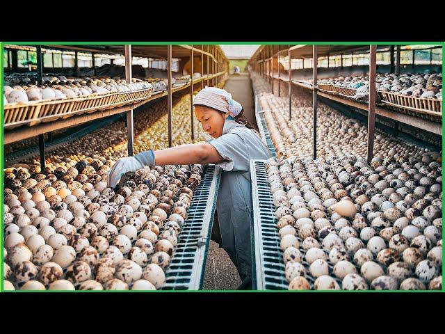 Quail Farm - How China Farmer Raised Millions Quail For Meat,Eggs - Quail Processing in Factory