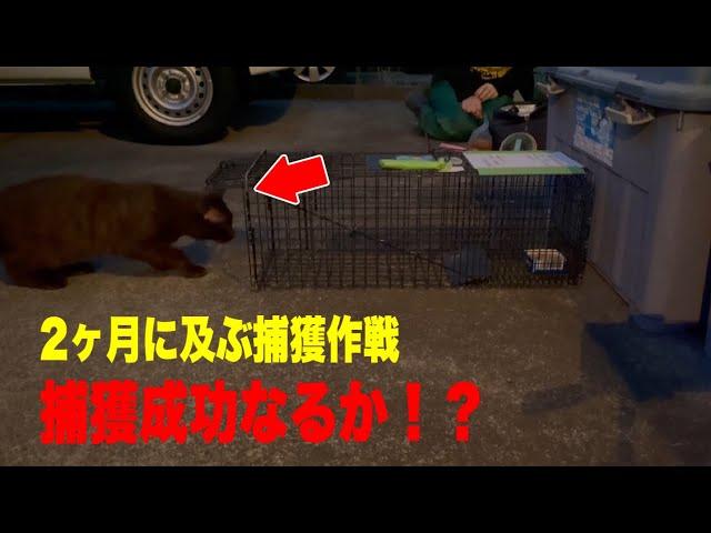 珍しいサビ柄の黒猫を2ヶ月間かけて捕獲しました【前編】