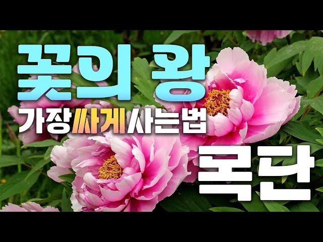 ※예약 할인 이벤트※ 퀄리티가 확 올라간 5지 꽃의 왕 목단(모란), 작약을 시중가보다 7천 원 싸게 사는법