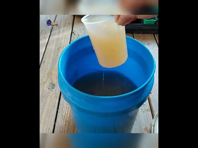 Make Liquid Fertilizer from Kitchen Scraps || Gardening Hack