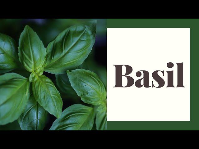 Growing and Using Basil