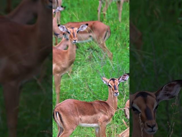Impalas at Kruger National Park in South Africa.