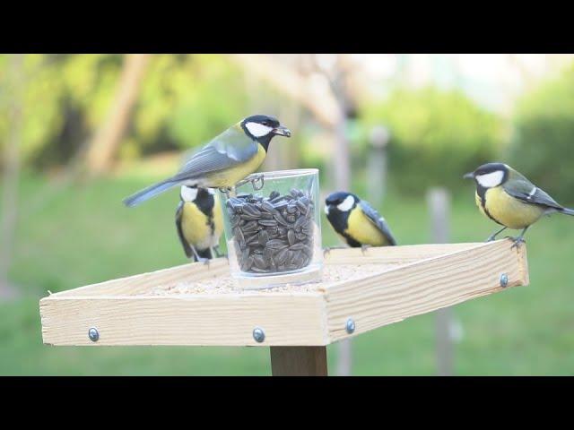 Видео для Котов : Птицы едят семена \ Video for Cats: Birds еat Seeds