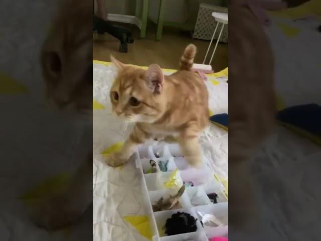 토리가 고른 장난감으로 놀아주기 #shorts