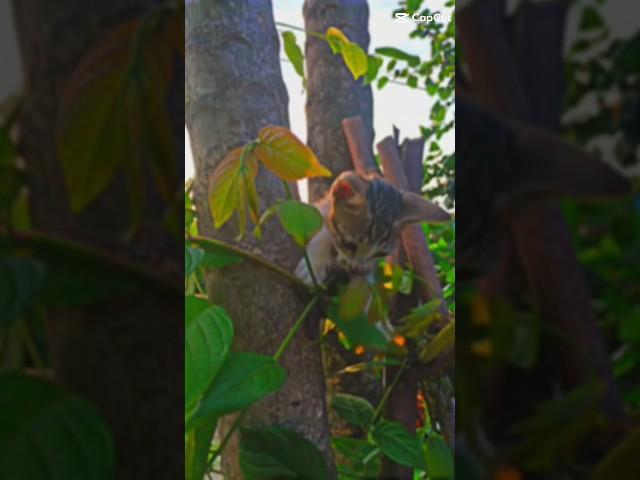 cat is claiming tree#shortvideo #short #tiktok